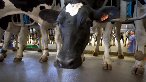 Dairy cow standing inside a modern farm milking barn Stock Footage 340518927