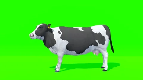 Dairy Cow Walking Loop Green Screen Stock Footage 319883952