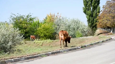 Dairy cow walking by the road and grazing grass in summer time,Ukraine Stock Footage 187670862