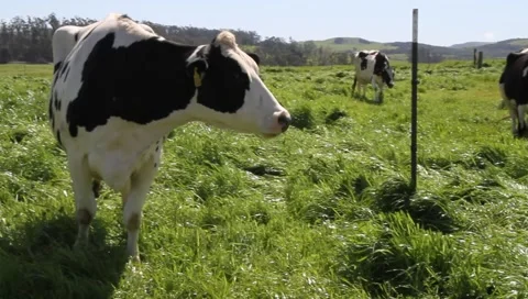 Dairy cows 7082 Video stock 2755293