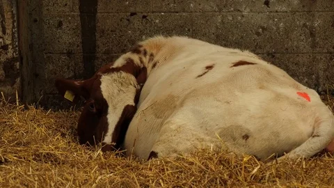 Dairy cows in barn with calf Stock Footage