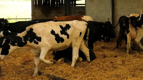 Dairy cows in barn with calf Video stock 80551550