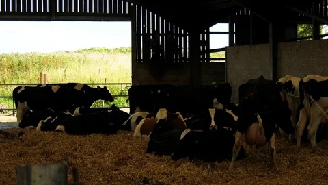 Dairy cows in barn with calf Stock Footage 80551765