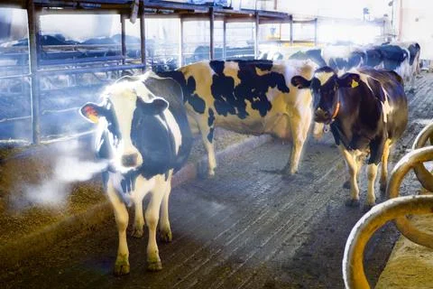 Dairy Cows In A Barn Foto stock