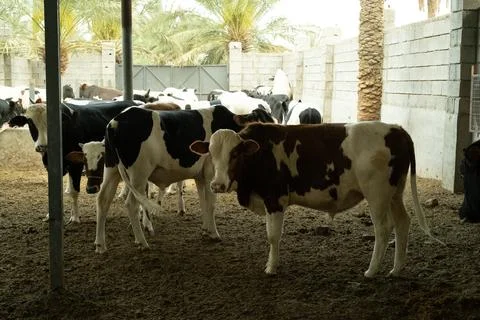 Dairy cows in a barn setting 스톡 사진