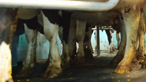 Dairy cows being cleaned to prepare for milking 스톡 동영상 43234836