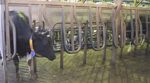 Dairy cows being driven into corrals for automated milking Stock Footage 63872965
