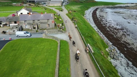 Dairy cows on coastal road being taken to milking parlour - high push forward Stock Footage 240722018