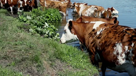 Dairy cows drinking water from a pond Video stock 62411548