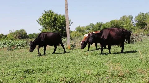 Dairy cows eat grass on summer meadow Stock Footage