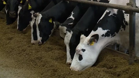 Dairy cows eating feed in the barn. cows standing in a row Stock Footage 133804164