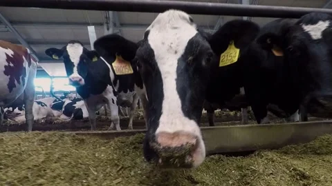 Dairy cows eating feed in the barn. cows standing in a row. panorama Stock Footage 133804173