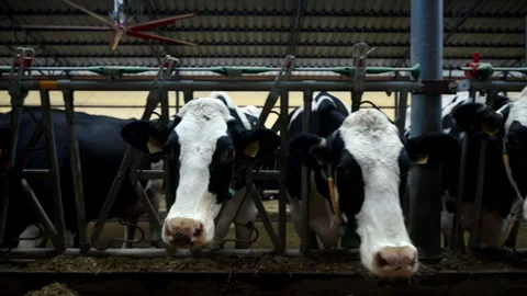 Dairy Cows Eating Fodder in a Spacious Farm Barn Stock Footage 305336719