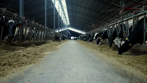 Dairy Cows Eating Fodder in a Spacious Farm Barn Stock Footage 305337011