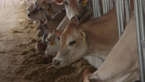 Dairy Cows Eating Stock Footage 69860370