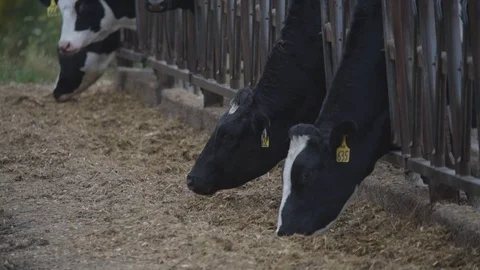 Dairy Cows Eating Vídeos de archivo 117990764