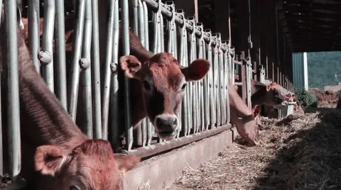 Dairy Cows Eating Hay &amp; Corn Stock Footage 39999643