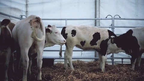 Dairy cows eating hay inside a stable in a cattle farm Stock Footage 102677310
