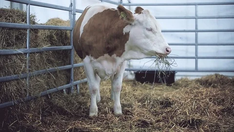 Dairy cows eating hay inside a stable in a cattle farm Stock Footage 102677369