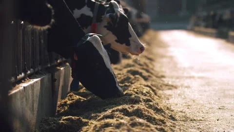 Dairy cows eating hay inside modern farm barn livestock agriculture Stock Footage 328304045