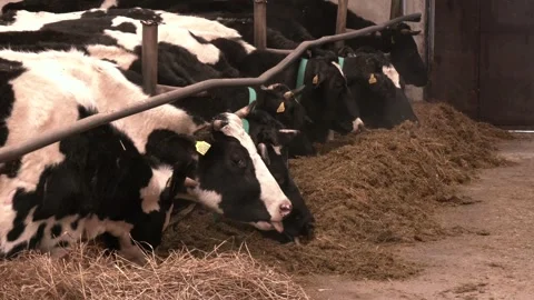 Dairy Cows Eating a Hay in Modern Free Livestock Small. Stock Footage 313443953