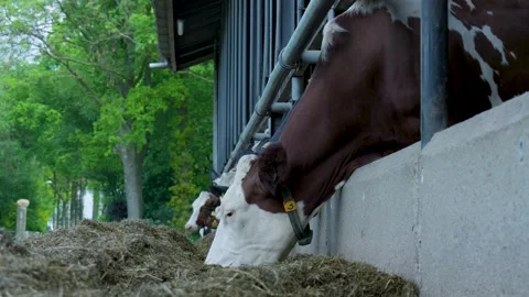 Dairy cows eating hay from a trough in a modern farm stable Vídeo Stock 336845530