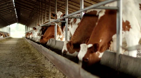 Dairy cows eating nutritious fodder standing in the stall Stock-Footage 62411494