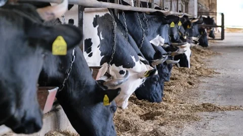 Dairy cows eating silage inside a barn on a large cattle farm Stock Footage 346310805