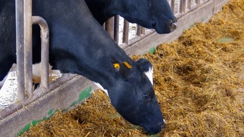 Dairy Cows Eating Straw Video stock 76332258
