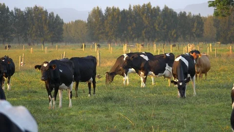 Dairy cows face culling to prevent Mycoplasma bovis spread in New Zealand Stock Footage 90314367