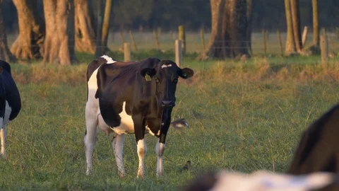 Dairy cows face culling to prevent Mycoplasma bovis spread in New Zealand Stock Footage 90314475