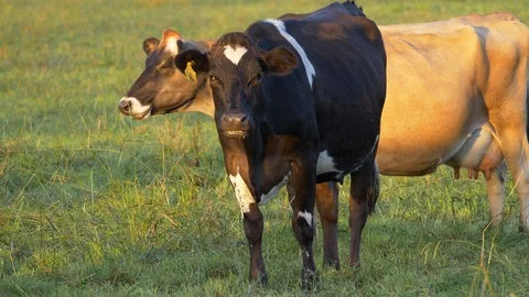 Dairy cows face culling to prevent Mycoplasma bovis spread in New Zealand Stock Footage 90314680
