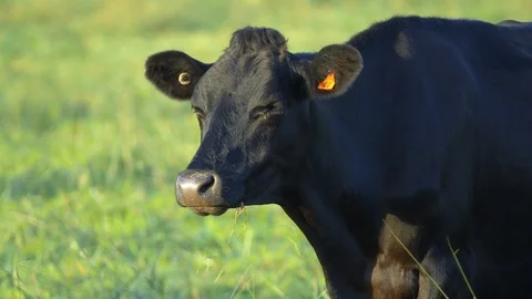 Dairy cows face culling to prevent Mycoplasma bovis spread in New Zealand Stock Footage 90314839