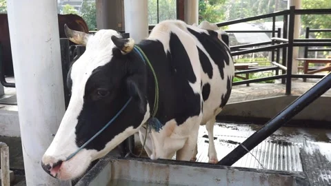 Dairy cows in a farm Stock Footage 137462565
