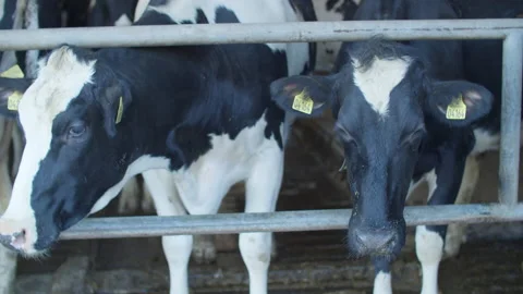 Dairy cows in a farm. Stock Footage 149138934