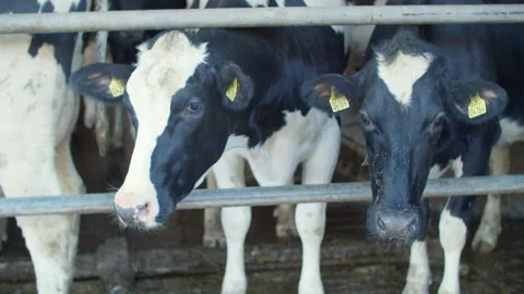 Dairy cows in a farm Stock Footage 149139159