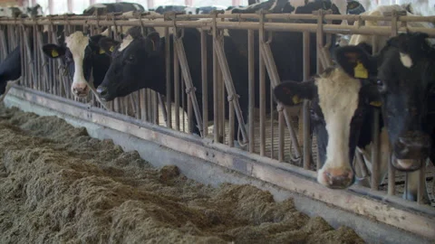 Dairy cows in a farm. Stock Footage 149139754
