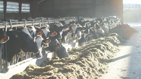 Dairy cows in a farm. Stock Footage 149521783