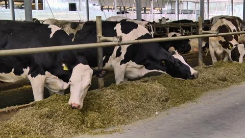 Dairy cows on a farm with free range Stock Footage 149109161