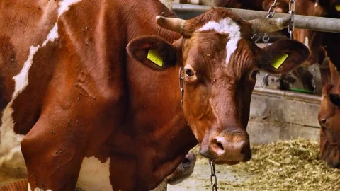 Dairy cows on a farm with free range Stock Footage 149109162