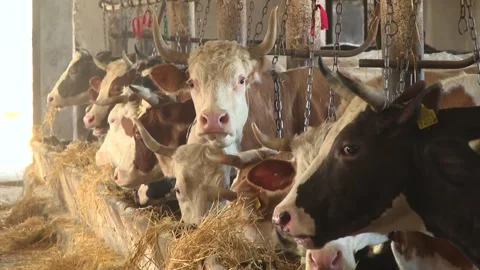 Dairy cows on a farm with free range Stock Footage 149109164