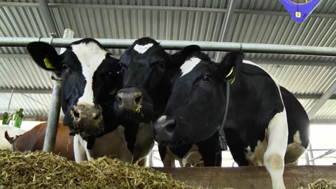 Dairy cows on a farm with free range Stock Footage 149109170