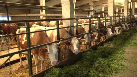 Dairy cows on a farm with free range Stock Footage 149109188