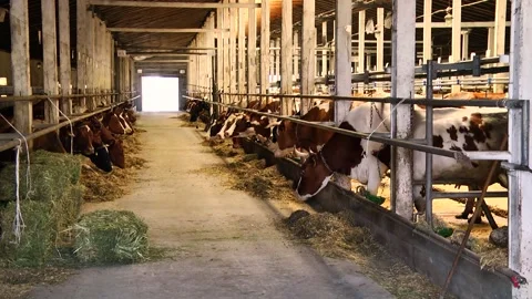 Dairy cows on a farm with free range Stock Footage 149109190