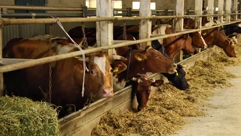 Dairy cows on a farm with free range Stock Footage 149109195