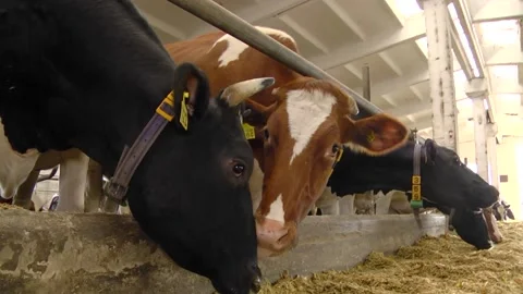 Dairy cows on a farm with free range Stock Footage 149109196
