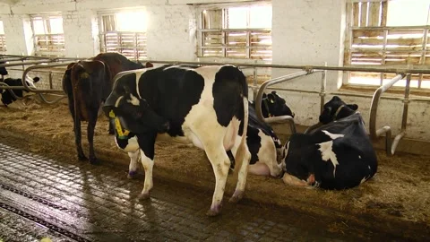 Dairy cows on a farm with free range Stock Footage 149109197