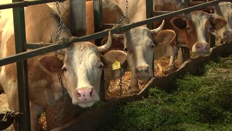 Dairy cows on a farm with free range Stock Footage 149109212