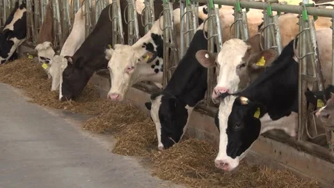 Dairy cows on a farm with free range Stock Footage 149109220
