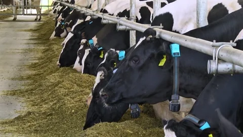 Dairy cows on a farm with free range Stock Footage 149109221